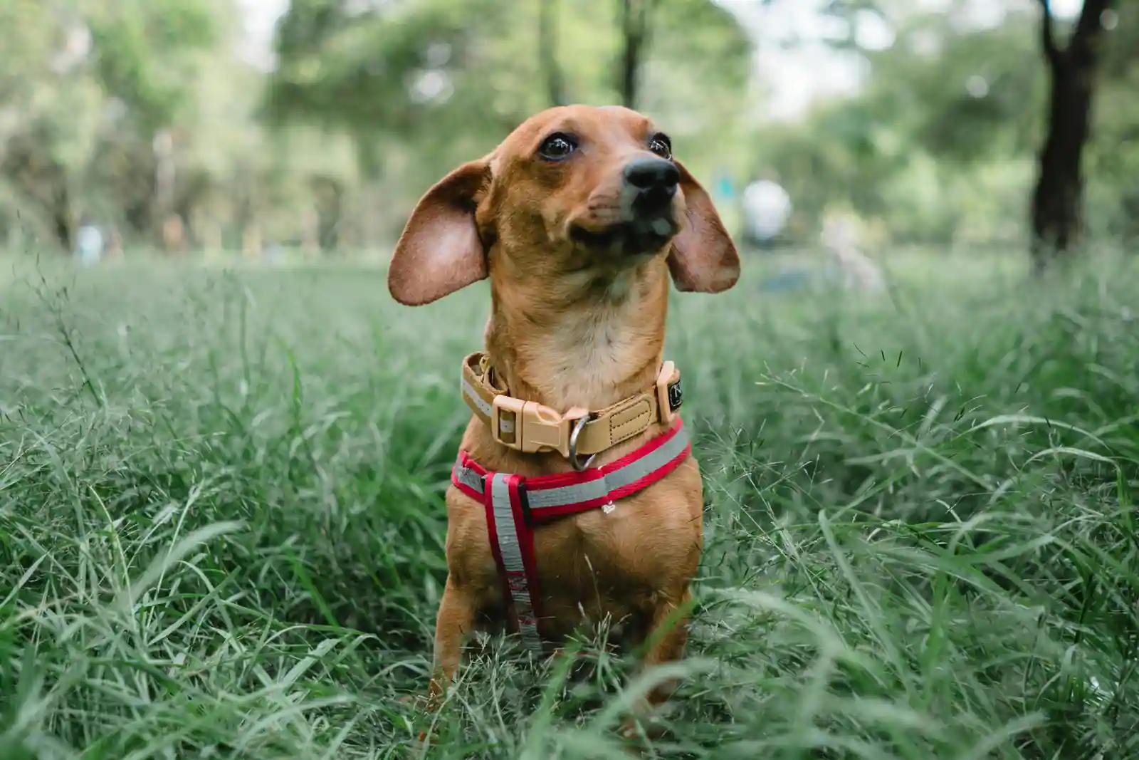 Petit chien teckel portant un collier et un harnais, assis dans l'herbe verte d'un parc.