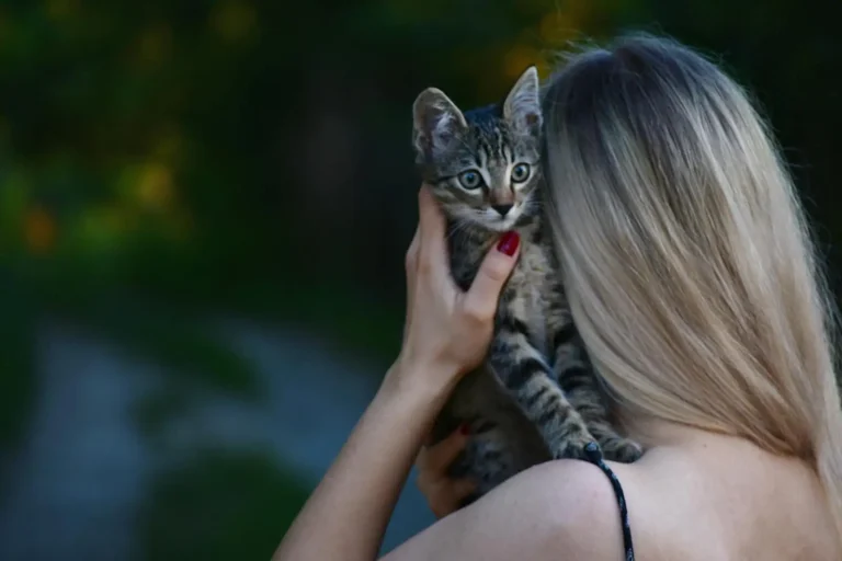 Adopter un chat à la SPA : le guide pas à pas