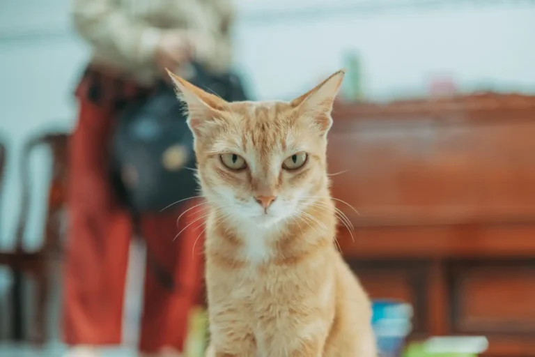 Adopter un chat à Toulouse : le guide pour bien s&rsquo;y prendre