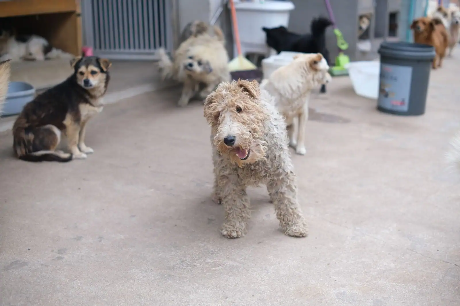 Plusieurs chiens de races variées dans la cour d'un refuge, l'un d'eux au premier plan