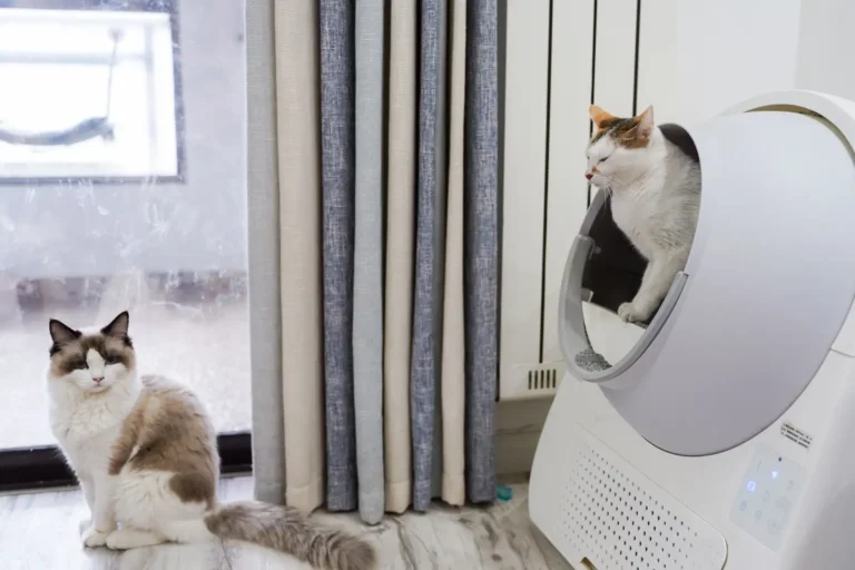 Maison de toilette pour chat : bien choisir et l&rsquo;installer