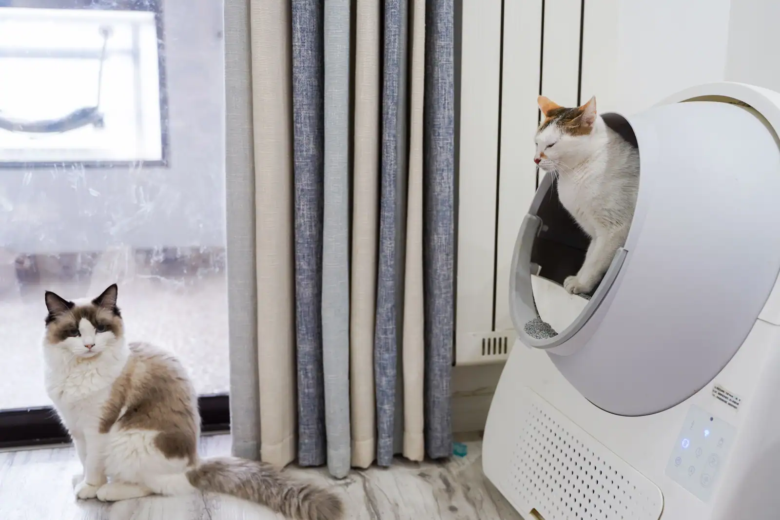 Chat sortant d'une maison de toilette fermée automatique posée dans un salon, un second chat assis à proximité.