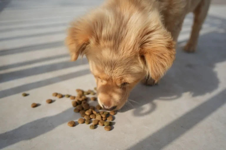 Nourriture pour animaux : choisir et lire les étiquettes