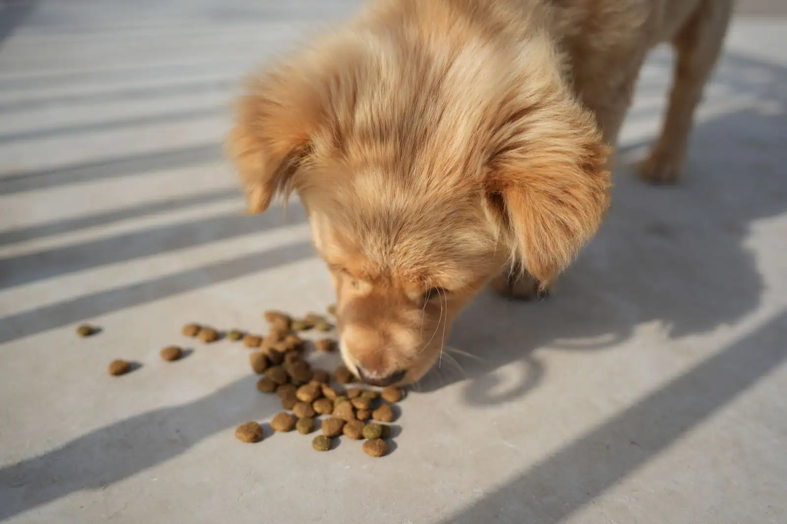 Jeune chien roux mangeant des croquettes posées au sol en extérieur ensoleillé