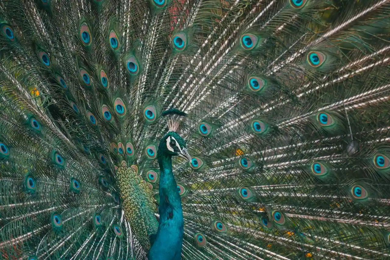 Paon faisant la roue, plumage bleu et vert irisé, oiseau symbole de l'ange-paon dans la tradition yézidie