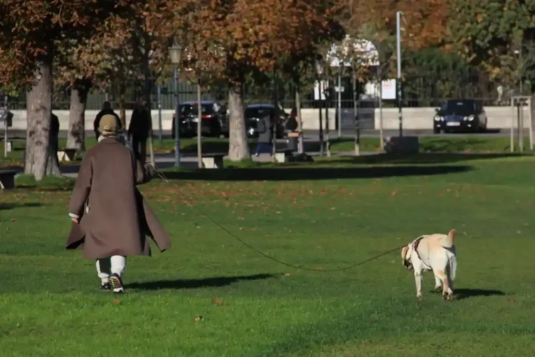 Adopter un chien à Toulouse : le parcours réel