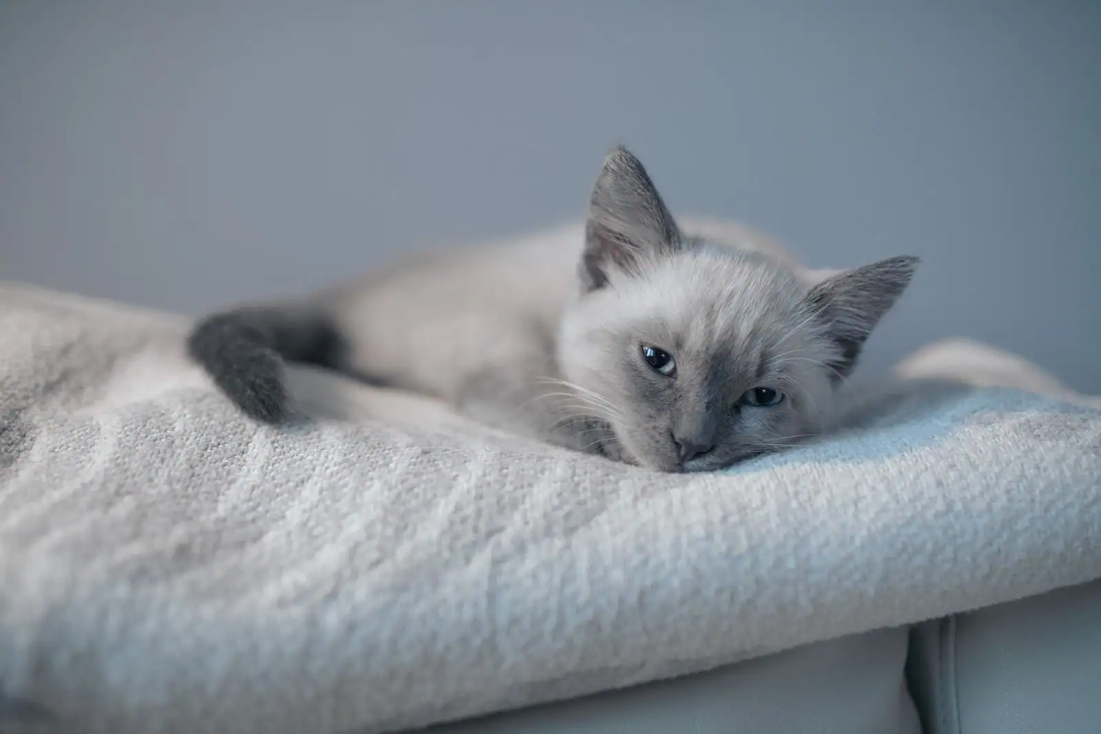 Un chaton au pelage clair et aux yeux bleus, allongé sur une couverture douce