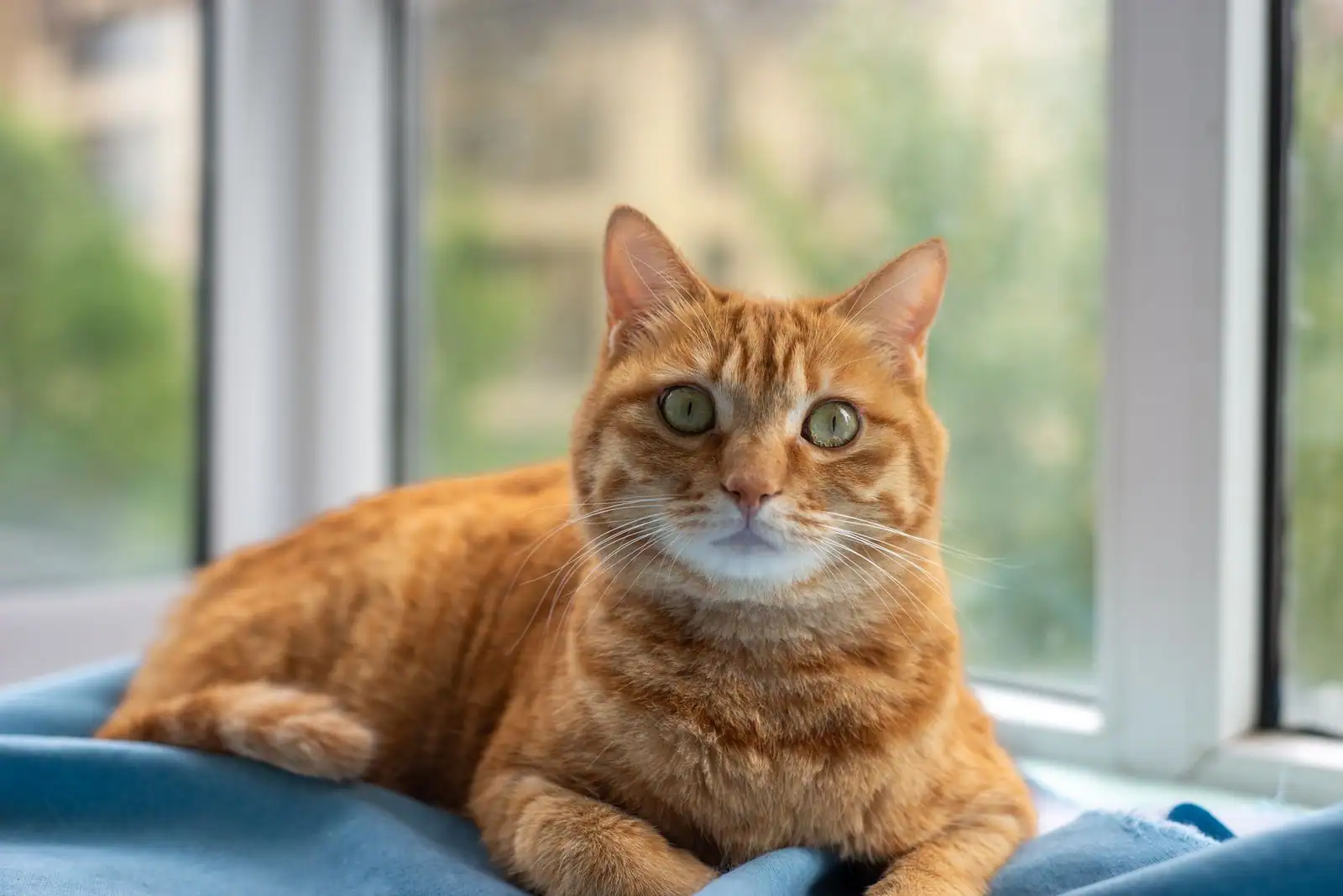 Un chat roux tigré adulte allongé sur un plaid bleu devant la fenêtre d'un appartement