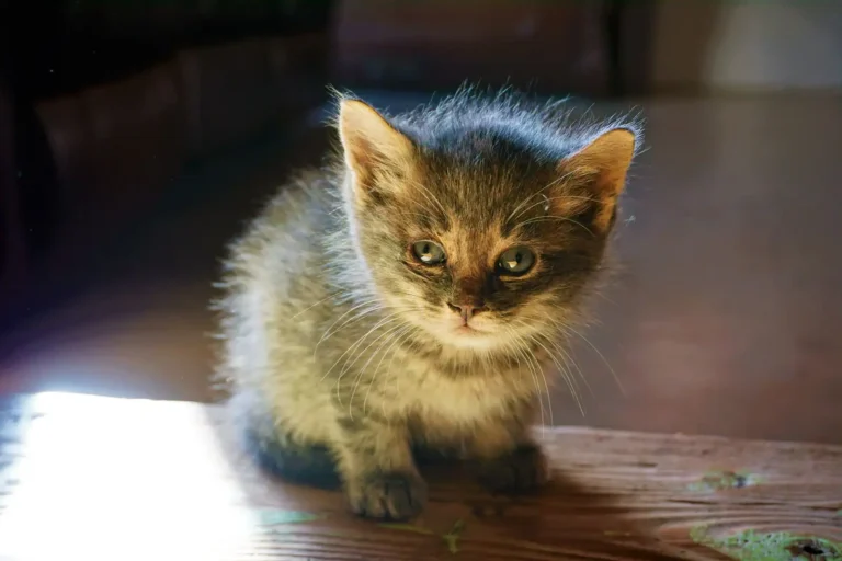 Animal de compagnie : la liste pour bien choisir le vôtre