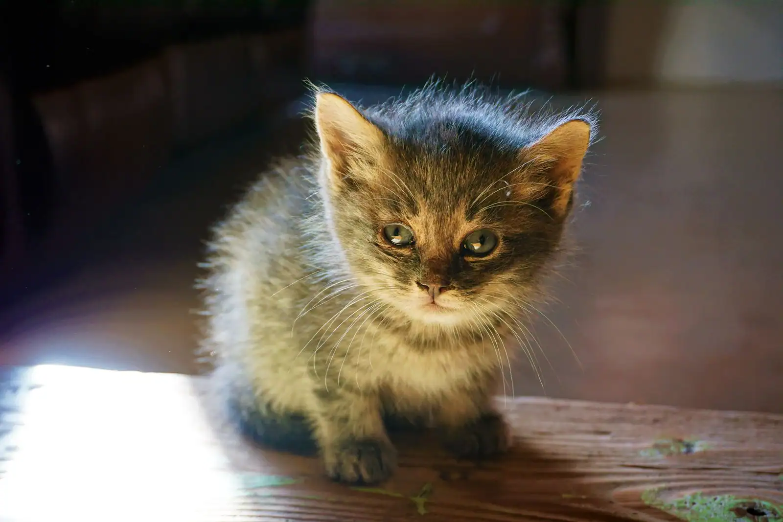 Un chaton tigré assis sur une surface en bois dans un intérieur