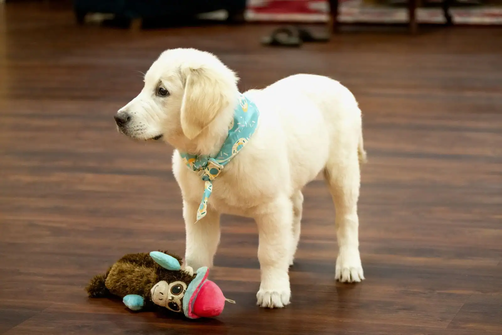 Chiot golden retriever portant un foulard turquoise, debout sur un parquet près d'une peluche