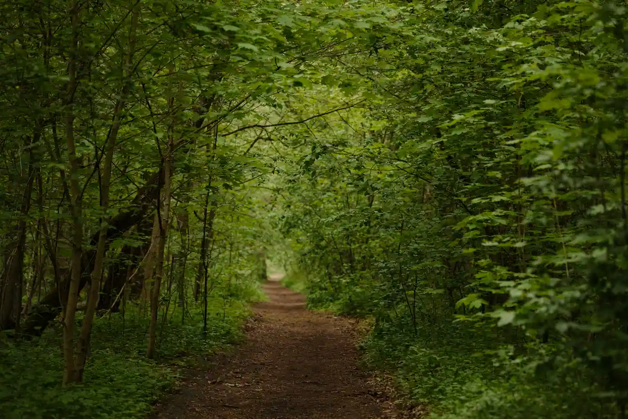 Sentier forestier ombragé serpentant dans un sous-bois verdoyant