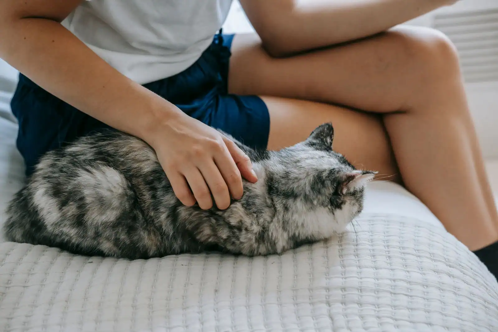 Une personne assise sur un couvre-lit blanc caresse un chat tigré gris allongé contre elle