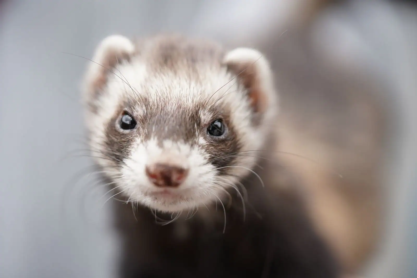 Gros plan sur le visage d'un furet domestique curieux, aux marques sable et blanches.
