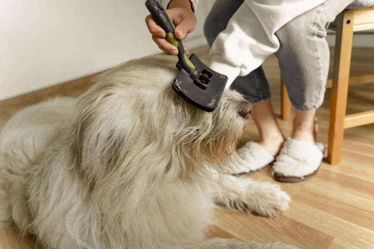Soin aux animaux : hygiène, santé et bien-être au quotidien