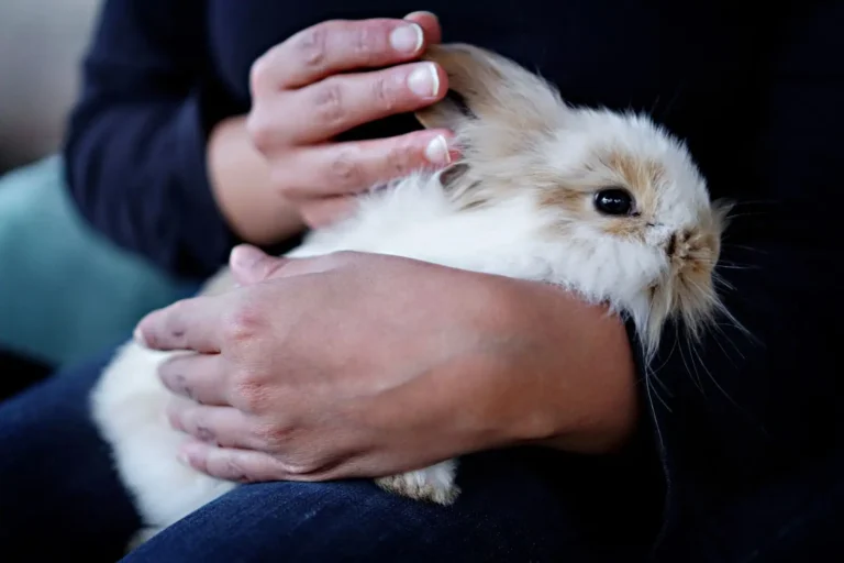 Soin des animaux : ce qui change selon l&rsquo;espèce et l&rsquo;âge