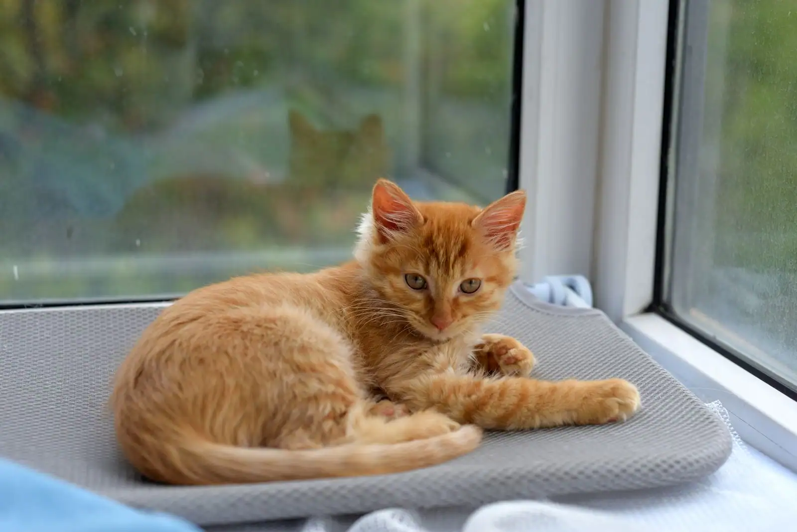 Chat adopté installé sur un rebord de fenêtre dans un appartement lumineux