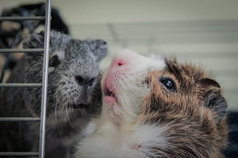 Petit animal de compagnie : comment bien choisir