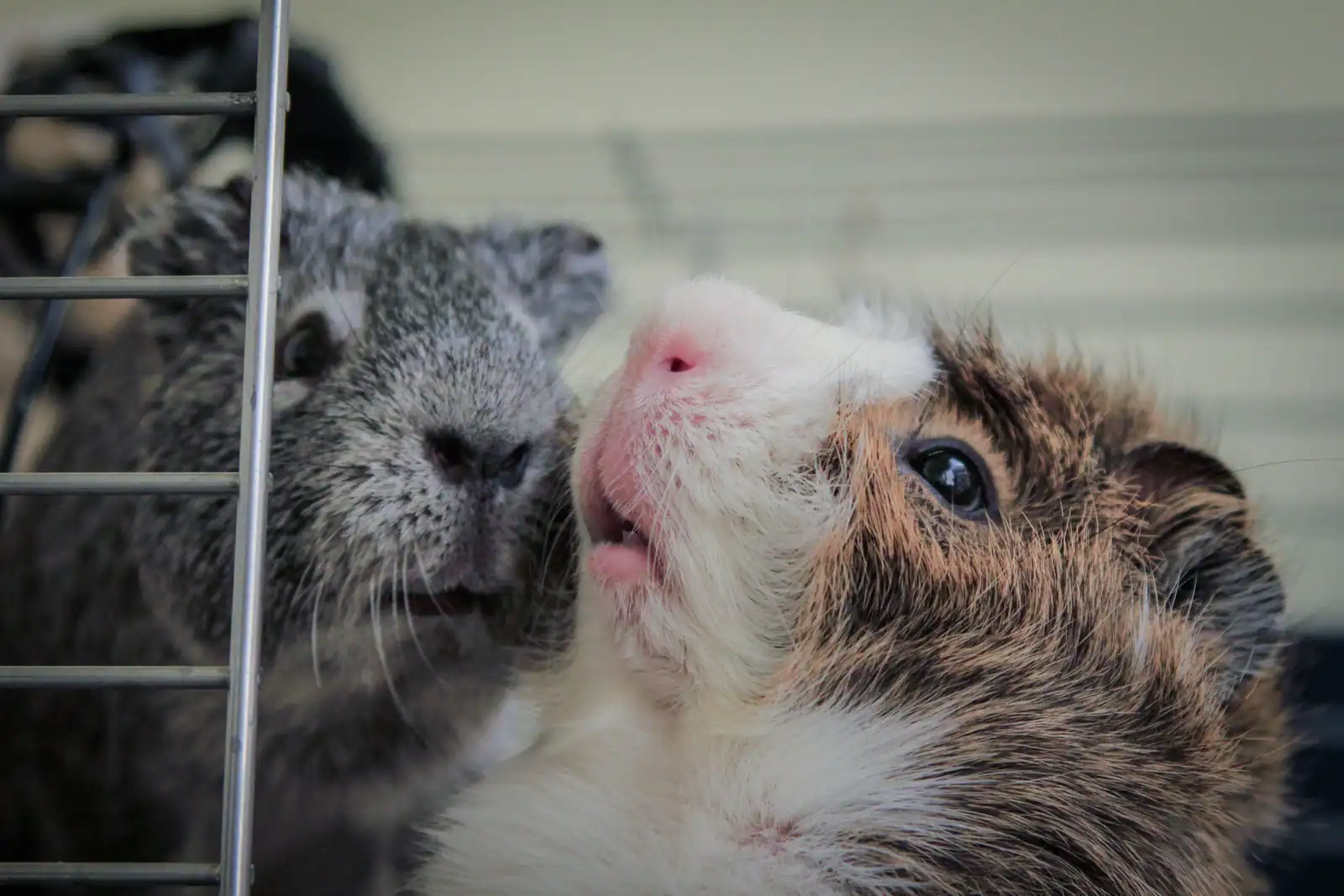 Deux cochons d'inde côte à côte dans leur cage, un exemple de petit animal de compagnie social.