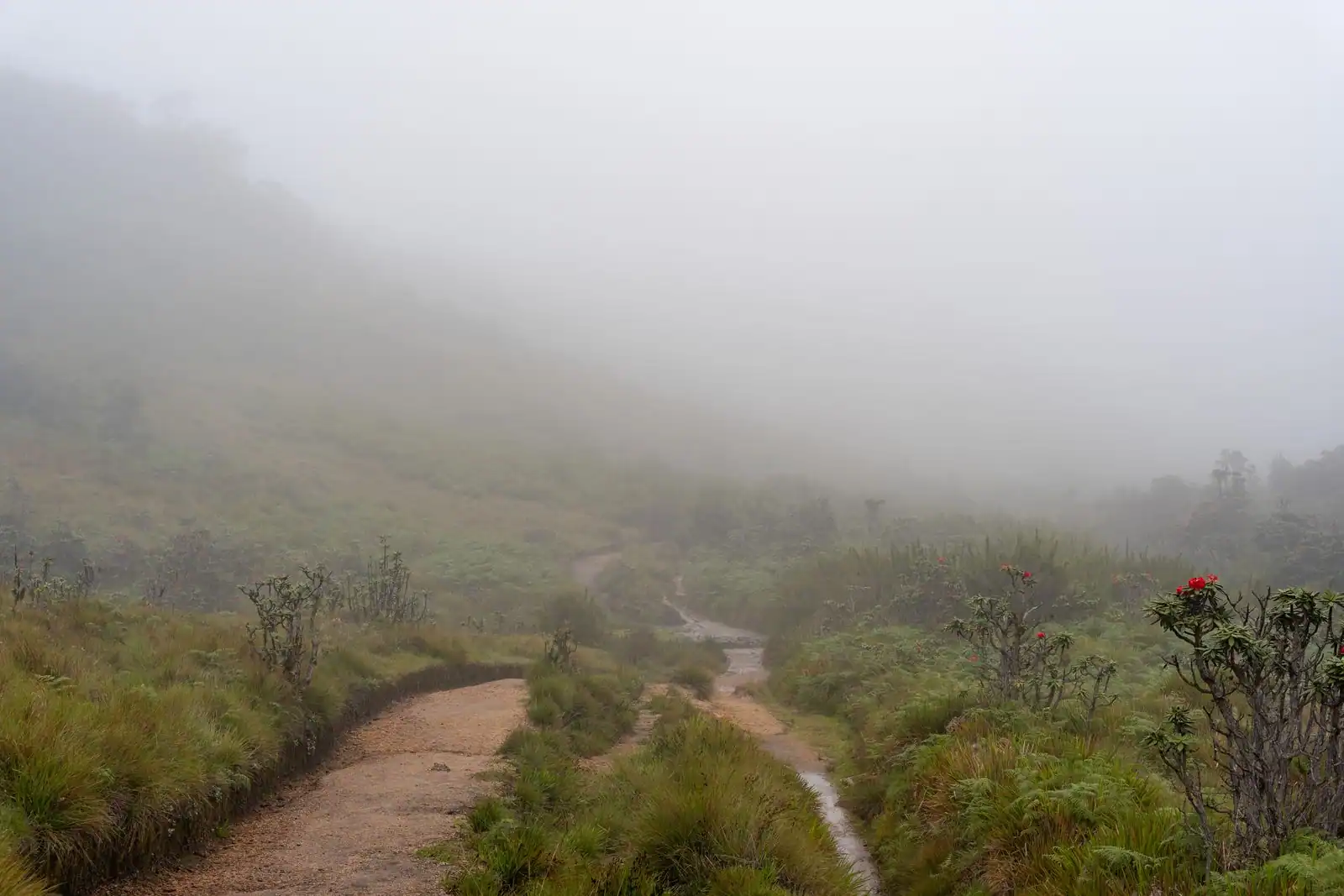 Sentier de randonnée dans un paysage brumeux de montagne, région centrale du Sri Lanka